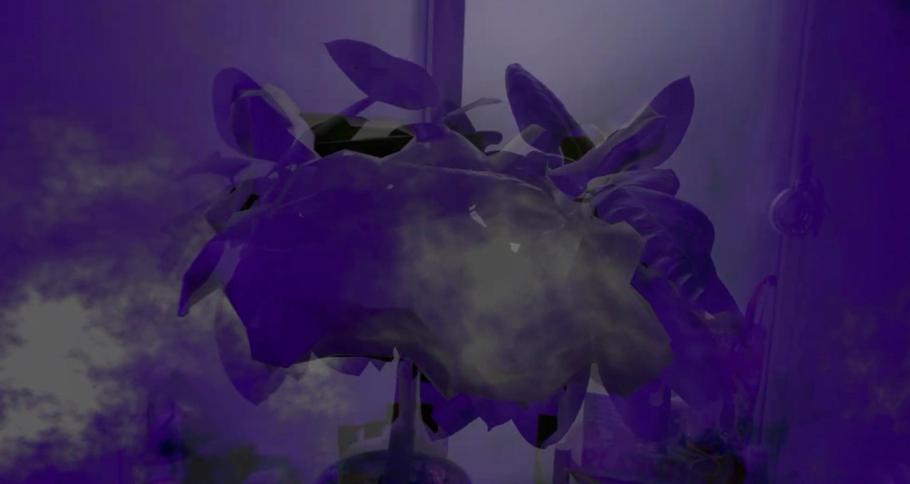 Daily Immersive - 017